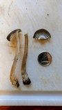 Clitocybula atrialba image