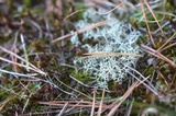 Cladonia subtenuis image