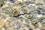 Lecanora pacifica image