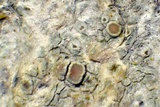 Lecanora pacifica image