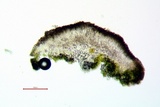 Lecanora pacifica image