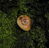 Lactarius subviscidus image