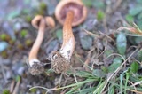 Laccaria proxima image