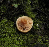 Lactarius subviscidus image