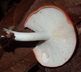 Leucopaxillus gracillimus image