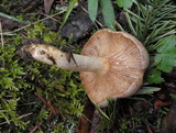 Lactarius pallescens image