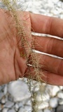 Dolichousnea longissima image