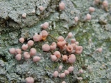 Dibaeis baeomyces image