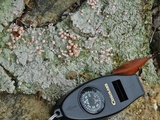 Dibaeis baeomyces image