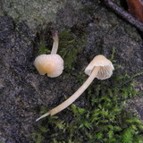 Atheniella adonis image