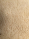 Osteina obducta image