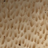 Osteina obducta image