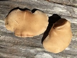 Osteina obducta image