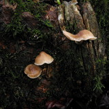 Mycena galericulata image