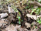 Alloclavaria purpurea image