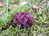 Clavaria zollingeri image