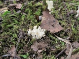 Clavulina coralloides image