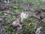 Clavulina coralloides image
