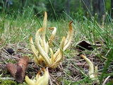 Clavaria flavipes image