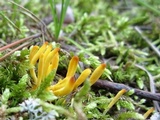 Clavulinopsis laeticolor image