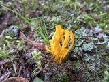 Clavulinopsis laeticolor image