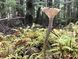 Clitocybula atrialba image