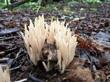Clavaria fumosa image