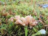 Clavaria rosea image