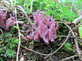 Clavaria zollingeri image