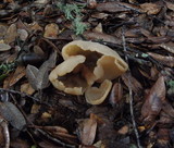 Peziza arvernensis image