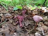 Clavaria zollingeri image