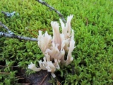 Clavulina coralloides image