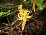Clavulinopsis corniculata image