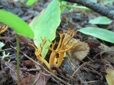 Clavulinopsis corniculata image