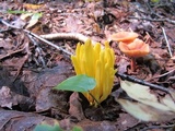 Clavulinopsis fusiformis image