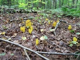 Clavulinopsis fusiformis image