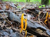 Clavulinopsis laeticolor image