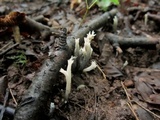 Helminthosphaeria clavariarum image