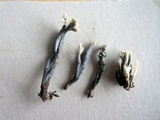 Helminthosphaeria clavariarum image