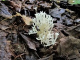 Ramariopsis kunzei image