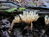 Aphelaria tuberosa image