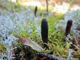 Elaphocordyceps ophioglossoides image