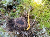 Elaphocordyceps ophioglossoides image