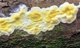 Hypocrea sulphurea image