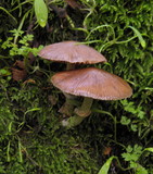 Psathyrella longistriata image
