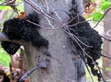 Scorias spongiosa image