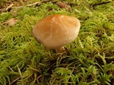 Hebeloma velutipes image