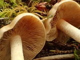 Hebeloma velutipes image