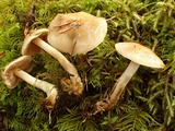 Hebeloma velutipes image