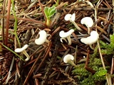 Stereopsis humphreyi image